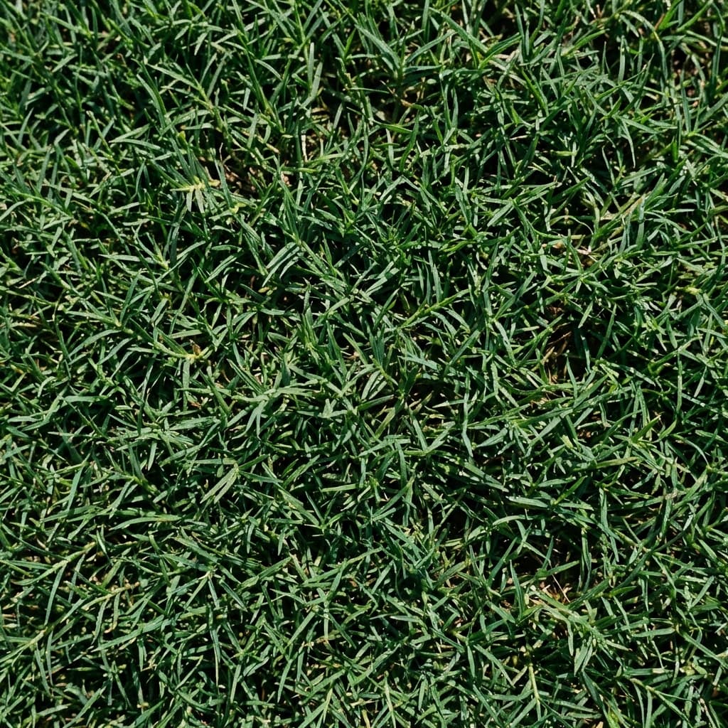 TifTuf Bermuda Grass: Performance in Jacksonville Lawns