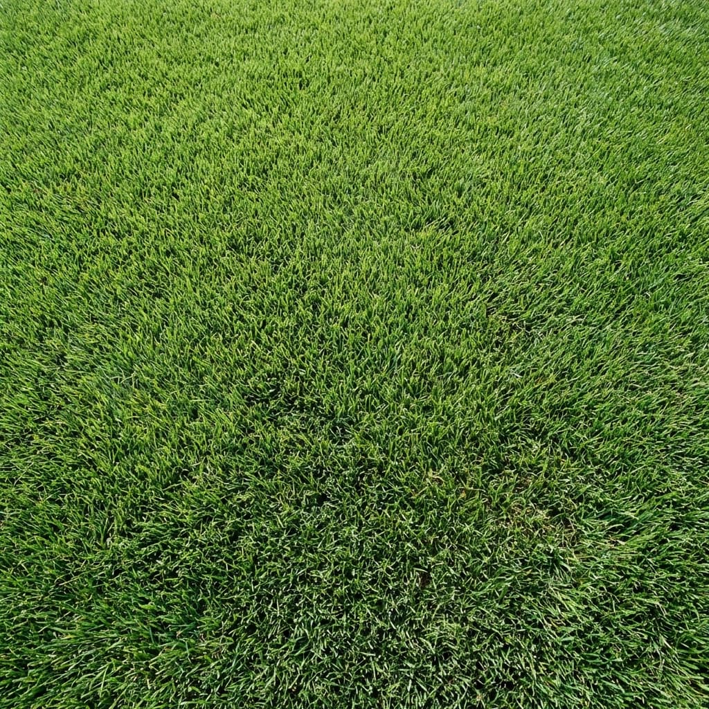 Bahia Grass Care Guide for Jacksonville