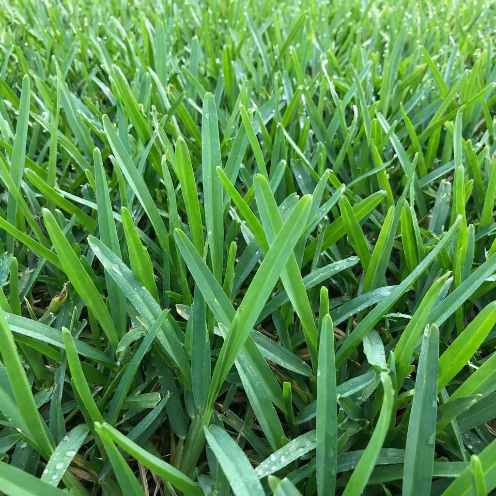 St. Augustine vs Zoysia: Best Sod for Jacksonville