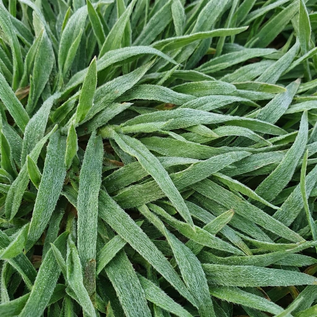 Empire Zoysia Grass: Complete Jacksonville Guide